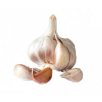 Garlic HP TF